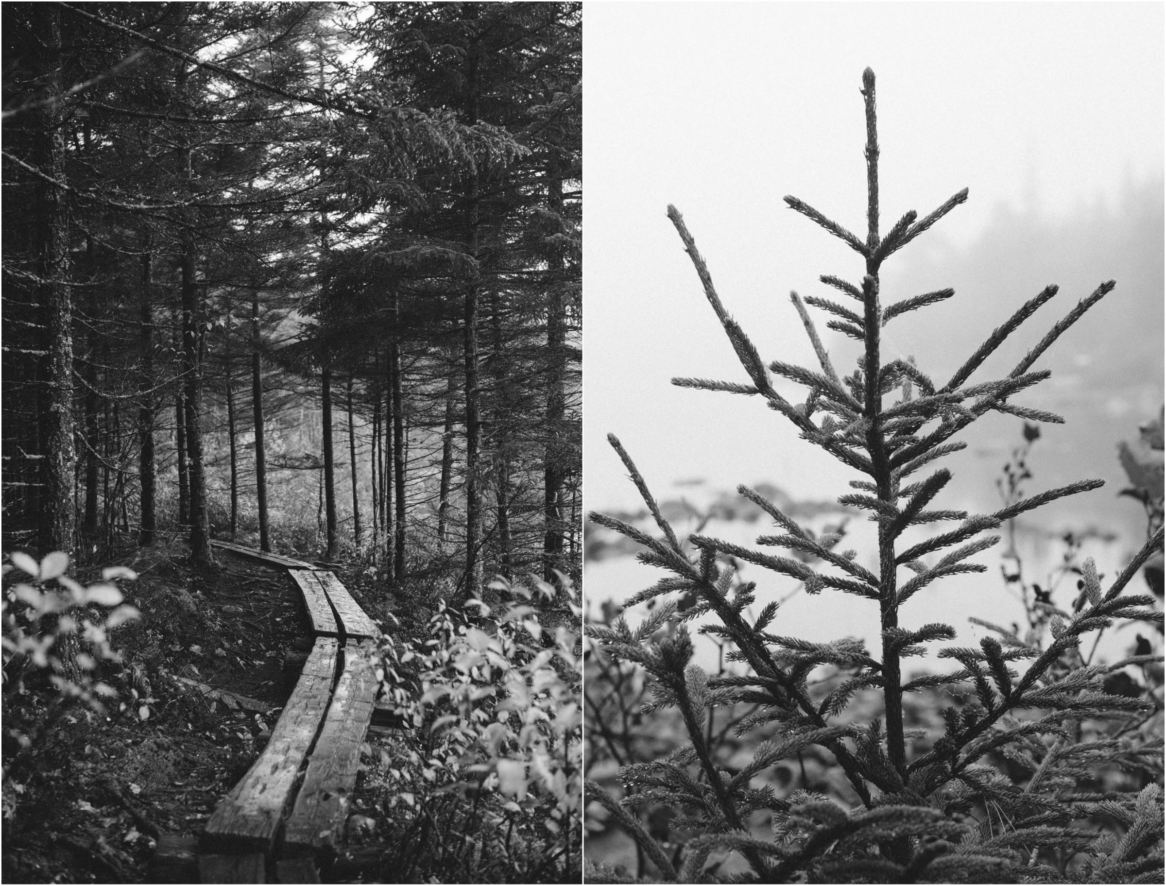 acadia_collage_2