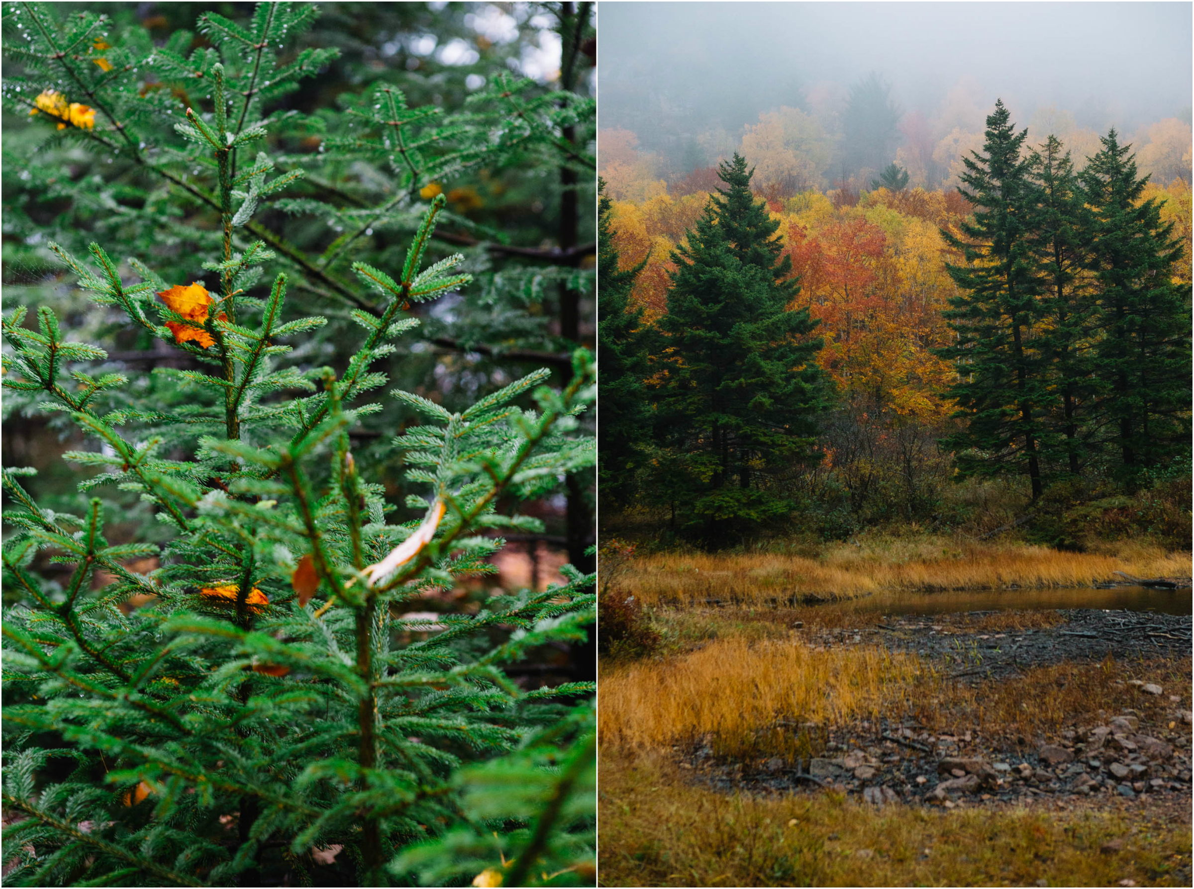 acadia_collage_3